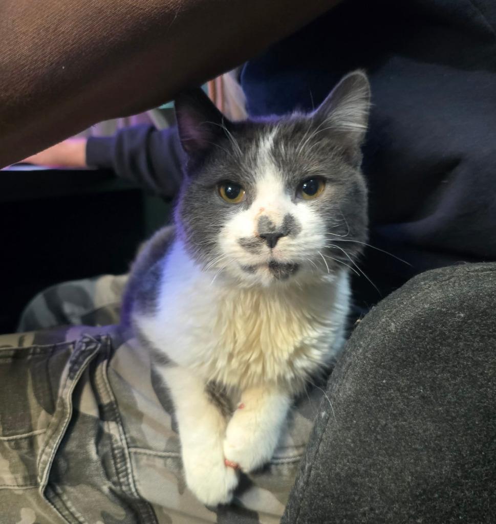 Enlarge Olive aka Squeakers, a Adoptable mixed breed in Parkville, MD image 2/4