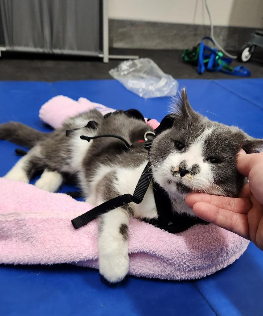 Enlarge Olive aka Squeakers, a Adoptable mixed breed in Parkville, MD image 3/4