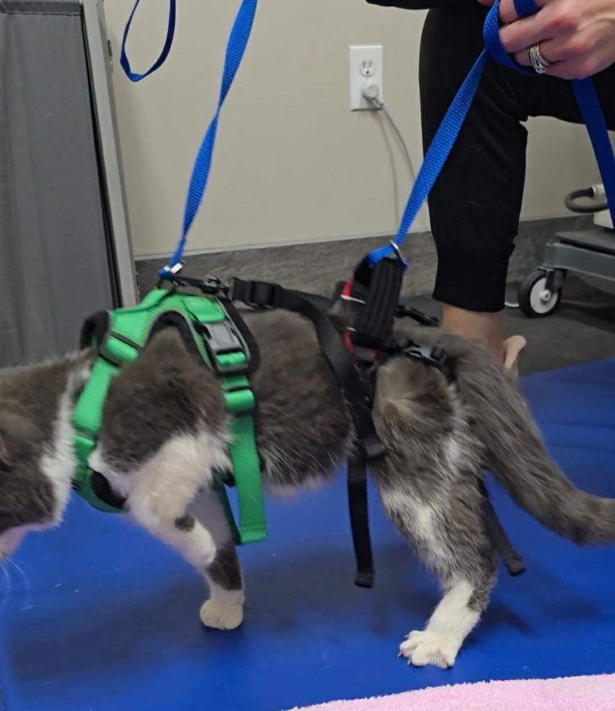 Enlarge Olive aka Squeakers, a Adoptable mixed breed in Parkville, MD image 4/4