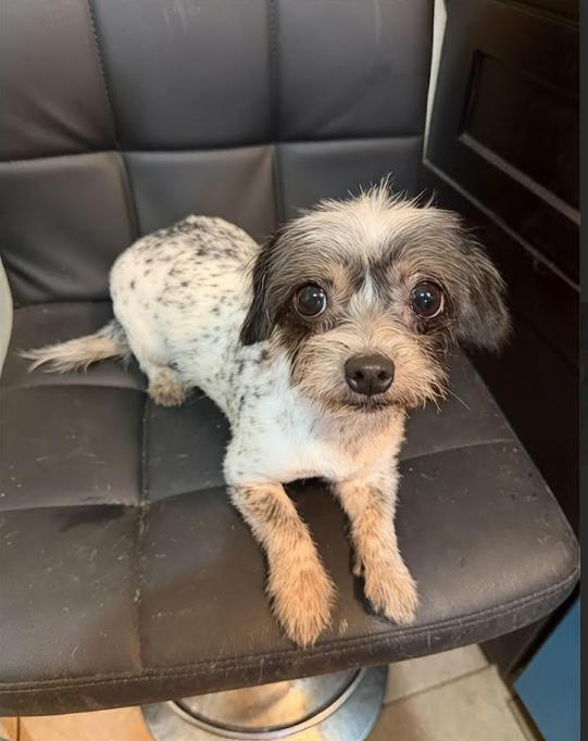 Xena Adopted, Adopted, Young Female Chihuahua & Terrier.