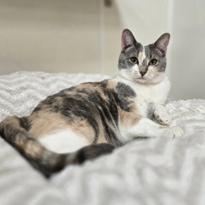Enlarge Peach, a Adoptable mixed breed in Woodstock, IL image 1/3