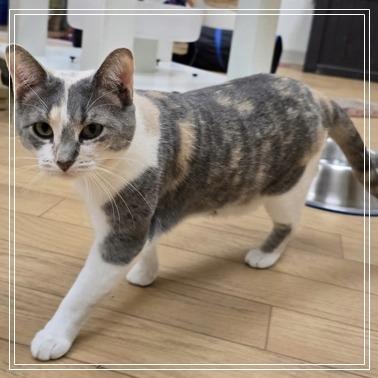 Enlarge Peach, a Adoptable mixed breed in Woodstock, IL image 2/3