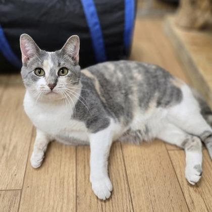 Enlarge Peach, a Adoptable mixed breed in Woodstock, IL image 3/3