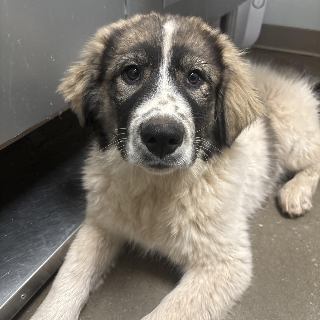 Enlarge Jorge, a Adoptable mixed breed in Tulsa, OK image 1/5