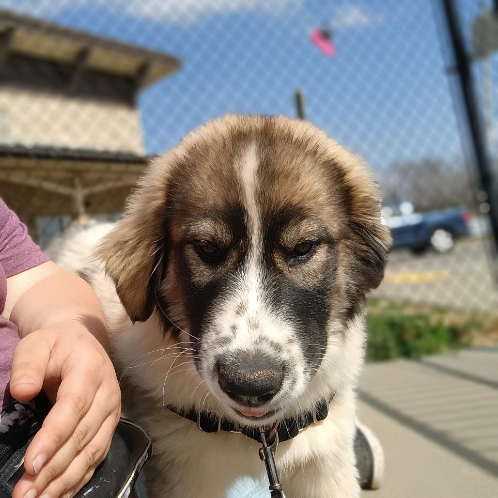 Enlarge Jorge, a Adoptable mixed breed in Tulsa, OK image 2/5
