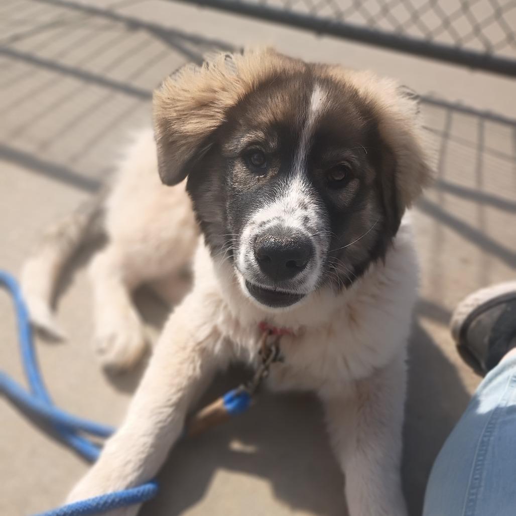 Enlarge Jorge, a Adoptable mixed breed in Tulsa, OK image 3/5