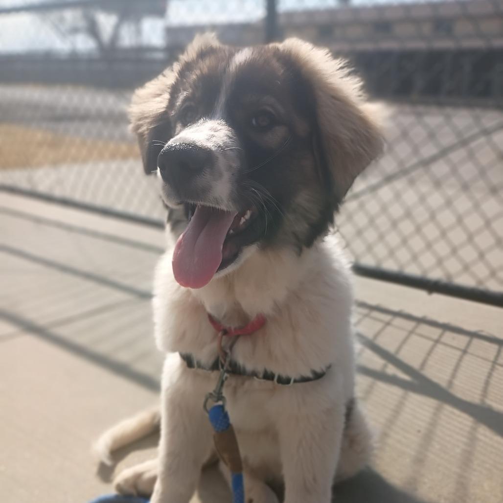 Enlarge Jorge, a Adoptable mixed breed in Tulsa, OK image 5/5