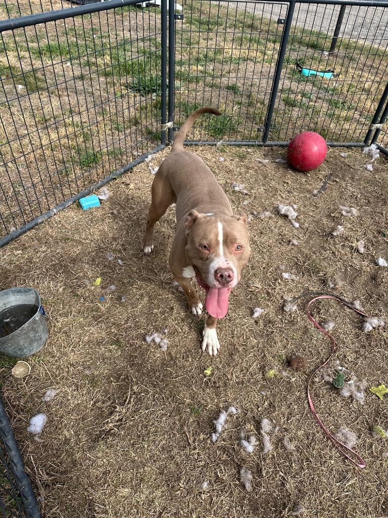 Deebo, a Adoptable Pit Bull Terrier in New Braunfels, TX image 1/6