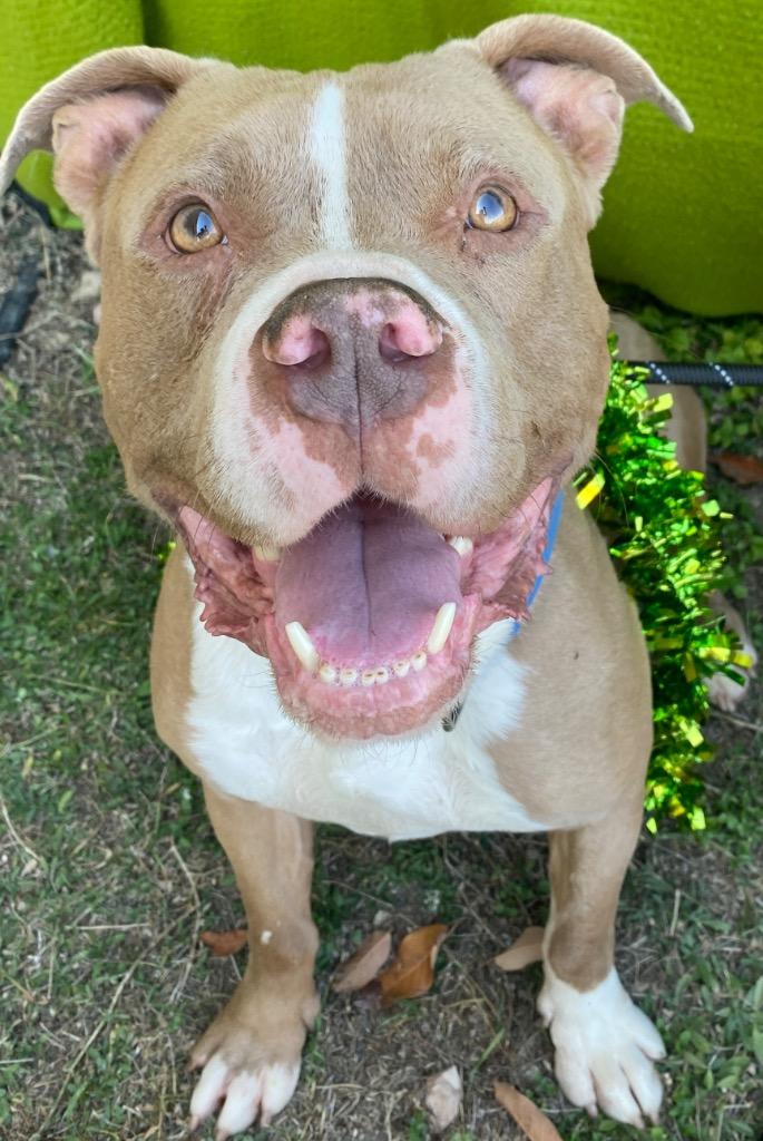 Deebo, a Adoptable Pit Bull Terrier in New Braunfels, TX image 2/6