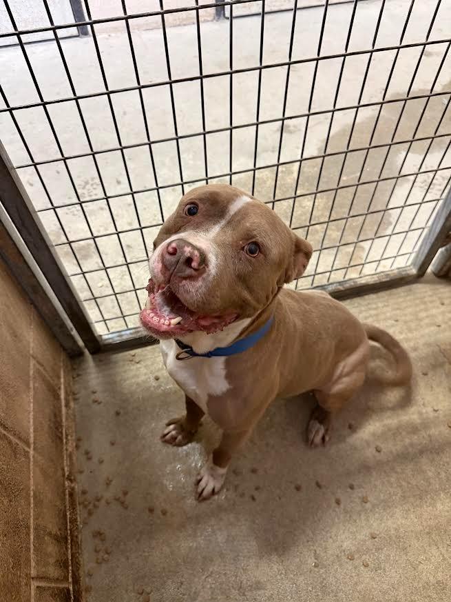 Deebo, a Adoptable Pit Bull Terrier in New Braunfels, TX image 3/6