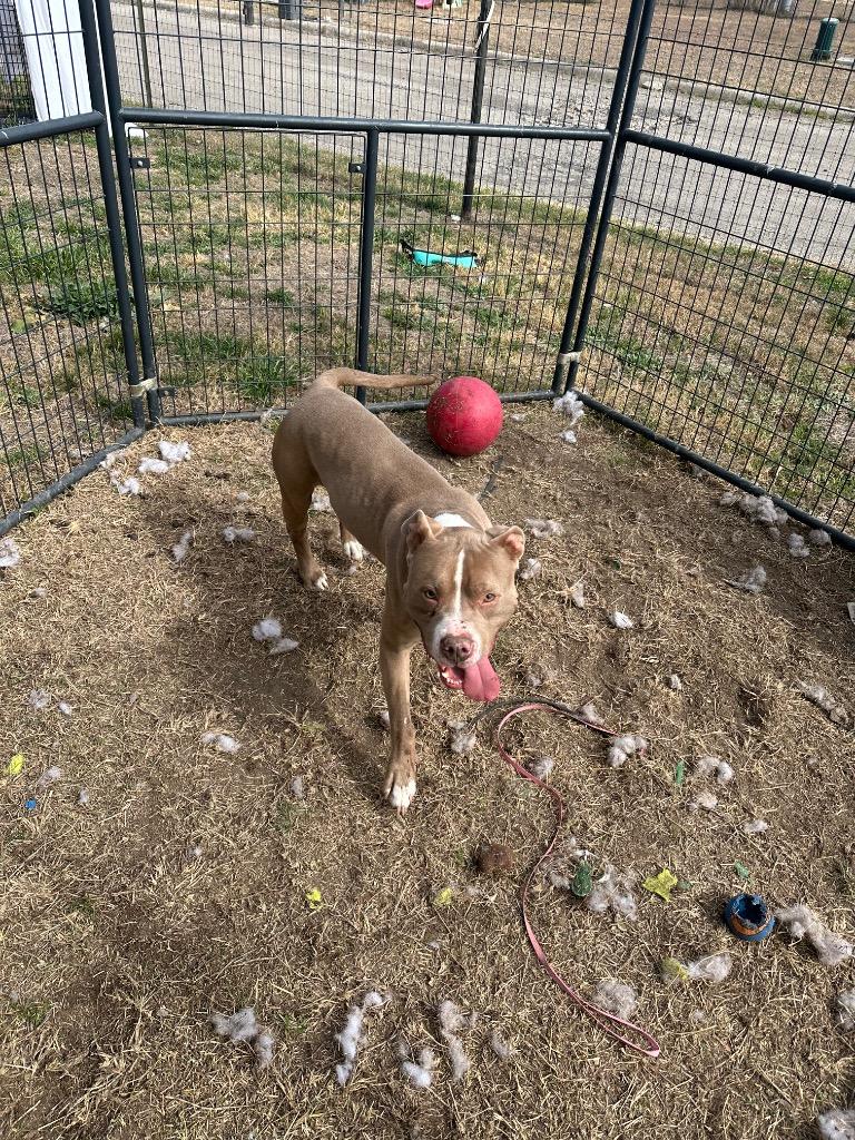 Deebo, a Adoptable Pit Bull Terrier in New Braunfels, TX image 4/6