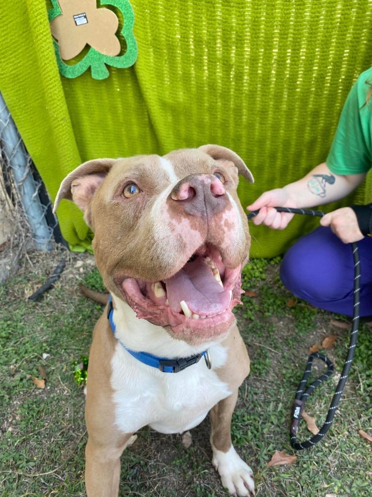 Deebo, a Adoptable Pit Bull Terrier in New Braunfels, TX image 5/6