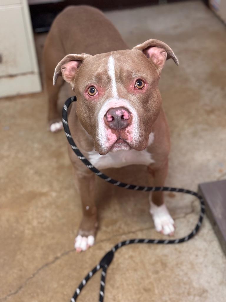 Deebo, a Adoptable Pit Bull Terrier in New Braunfels, TX image 6/6
