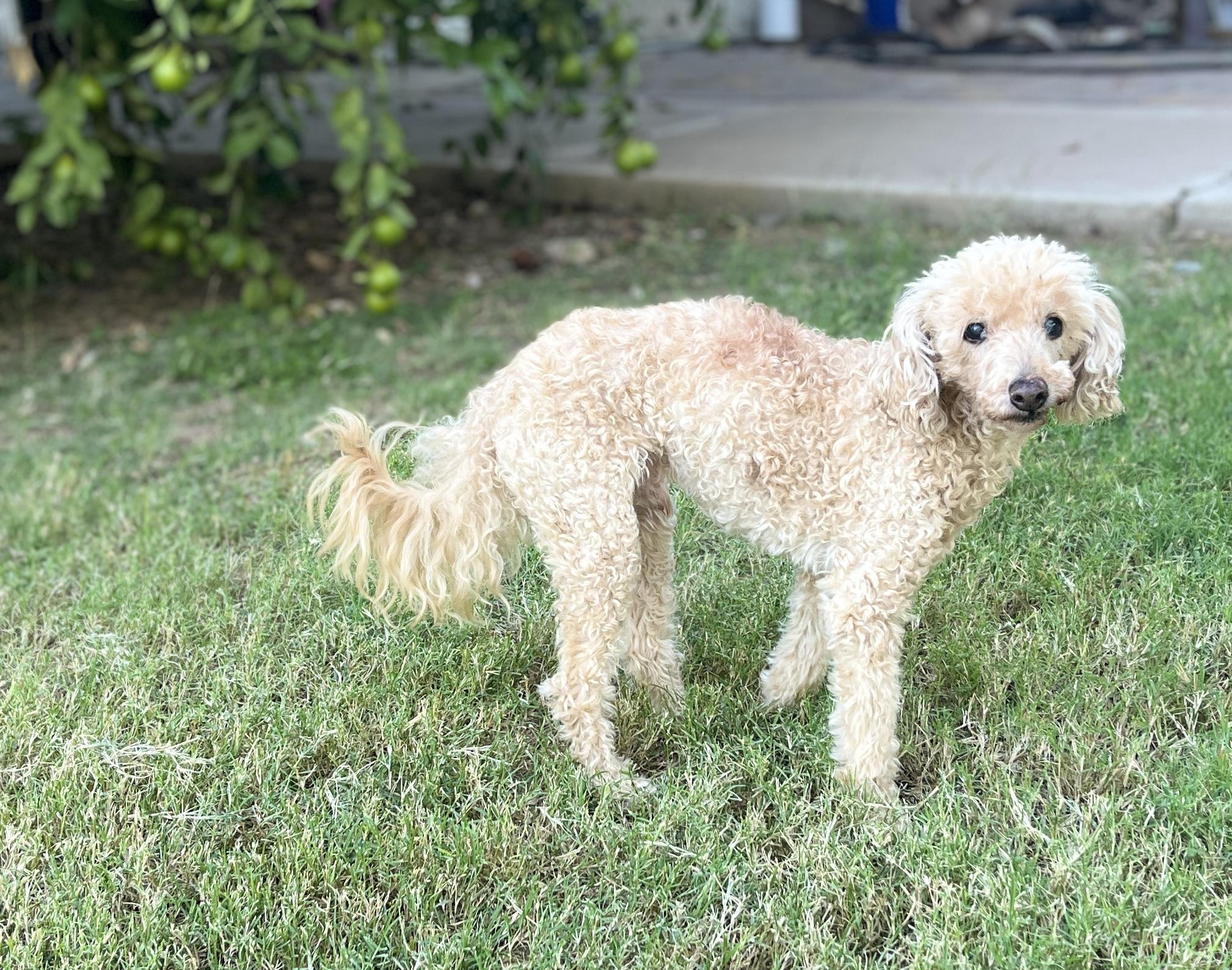 Enlarge Peanut, a ADOPTABLE Miniature Poodle in El Segundo, CA image 5/6