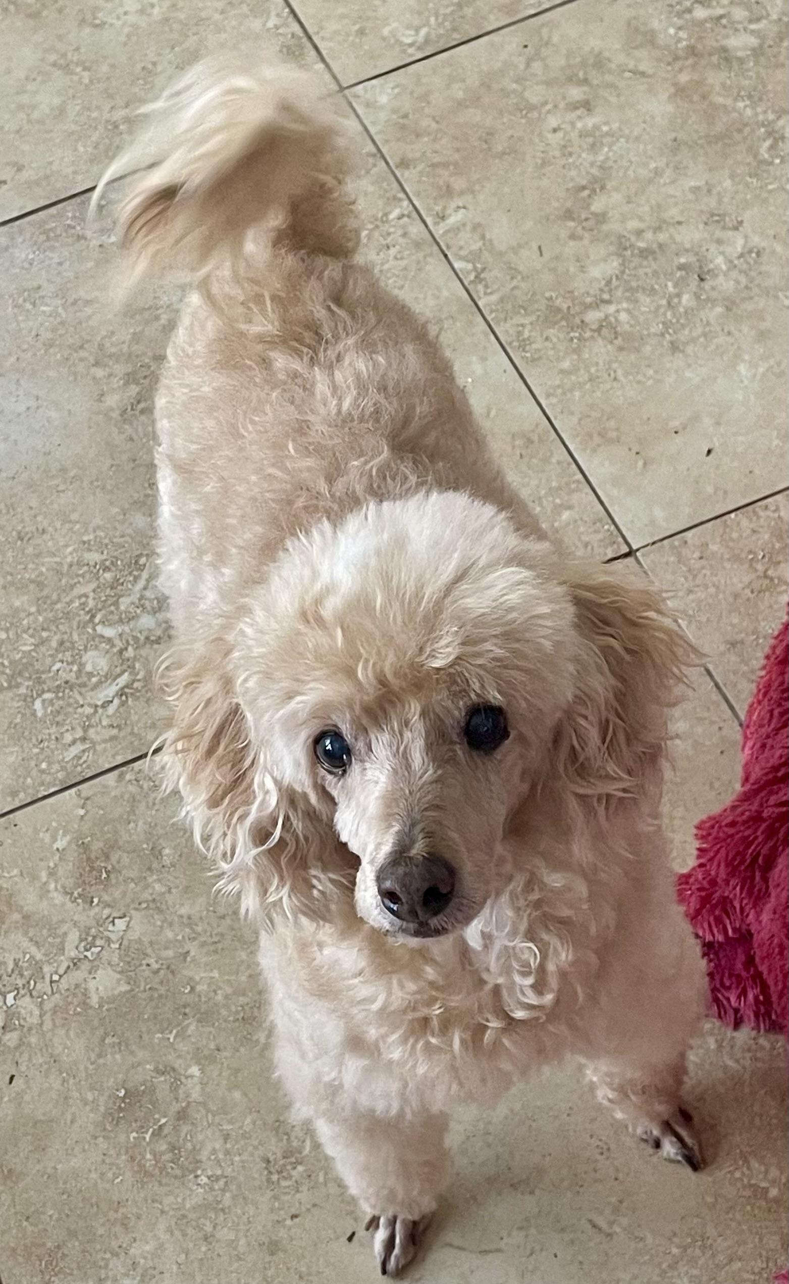 Enlarge Peanut, a ADOPTABLE Miniature Poodle in El Segundo, CA image 2/6