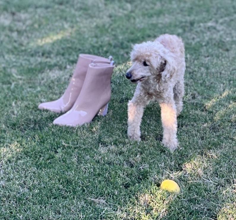 Enlarge Peanut, a ADOPTABLE Miniature Poodle in El Segundo, CA image 3/6