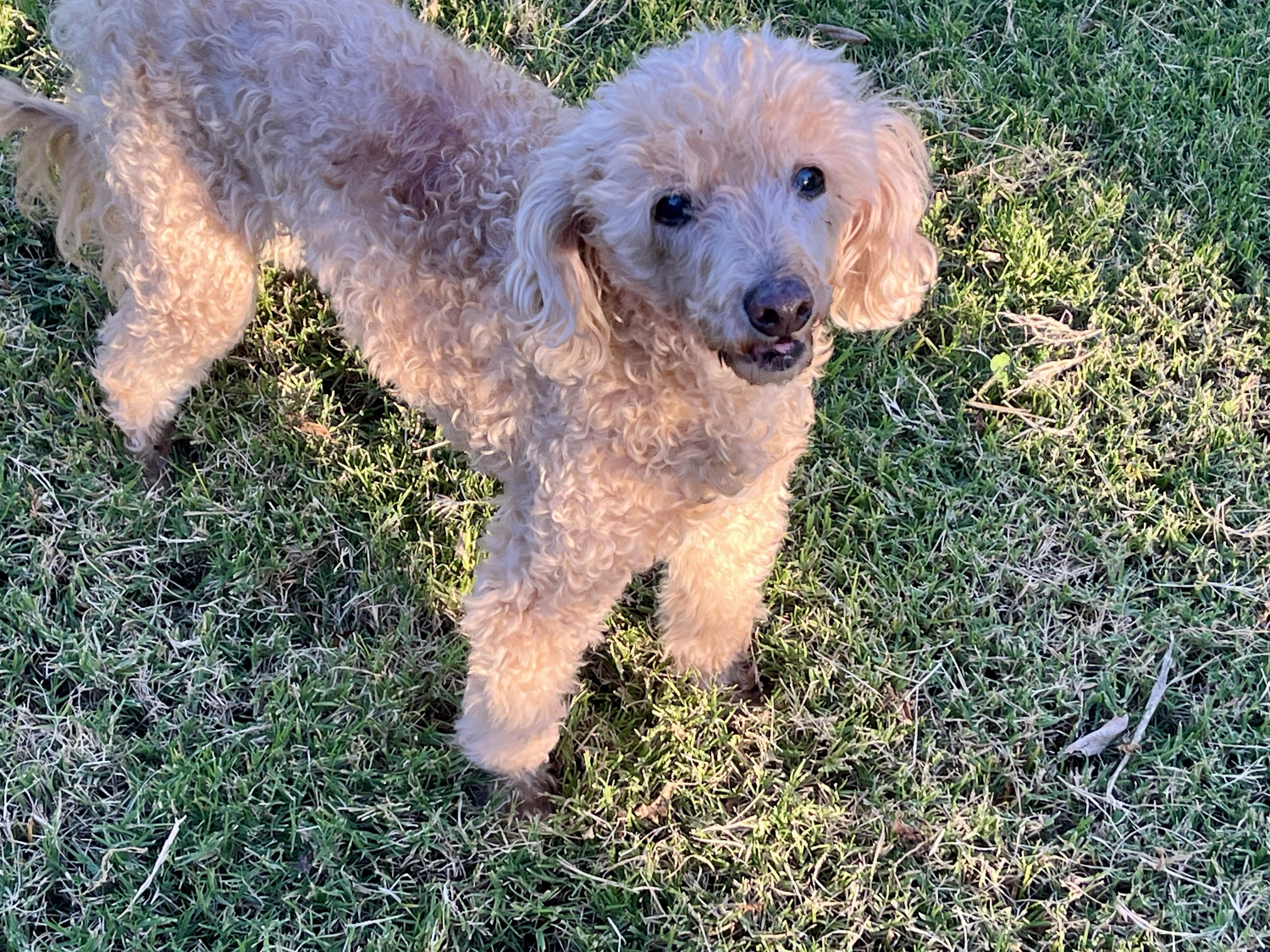 Peanut, ADOPTABLE, Adult Male Miniature Poodle.