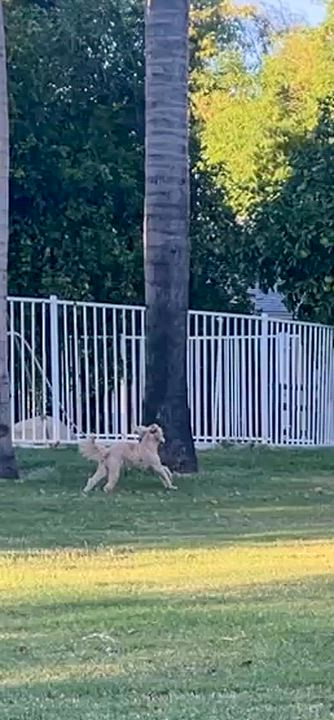 Enlarge Peanut, a ADOPTABLE Miniature Poodle in El Segundo, CA video 6/6