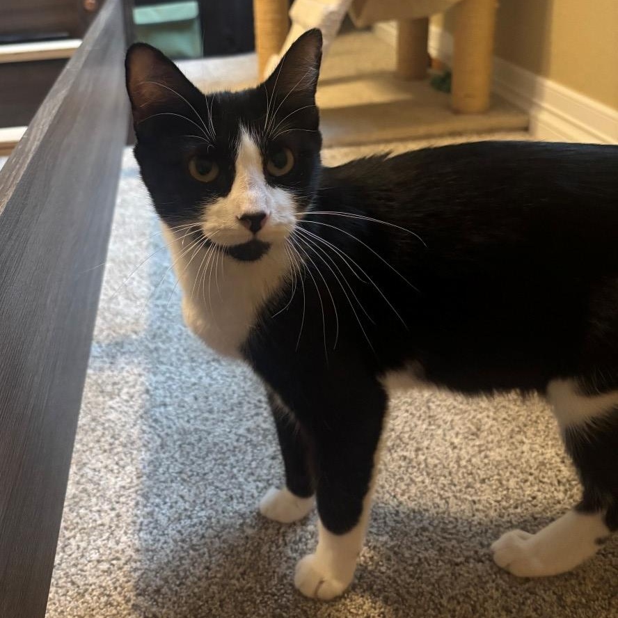 Della Hildreth, Adoptable, Adult Female Domestic Short Hair & Tuxedo.