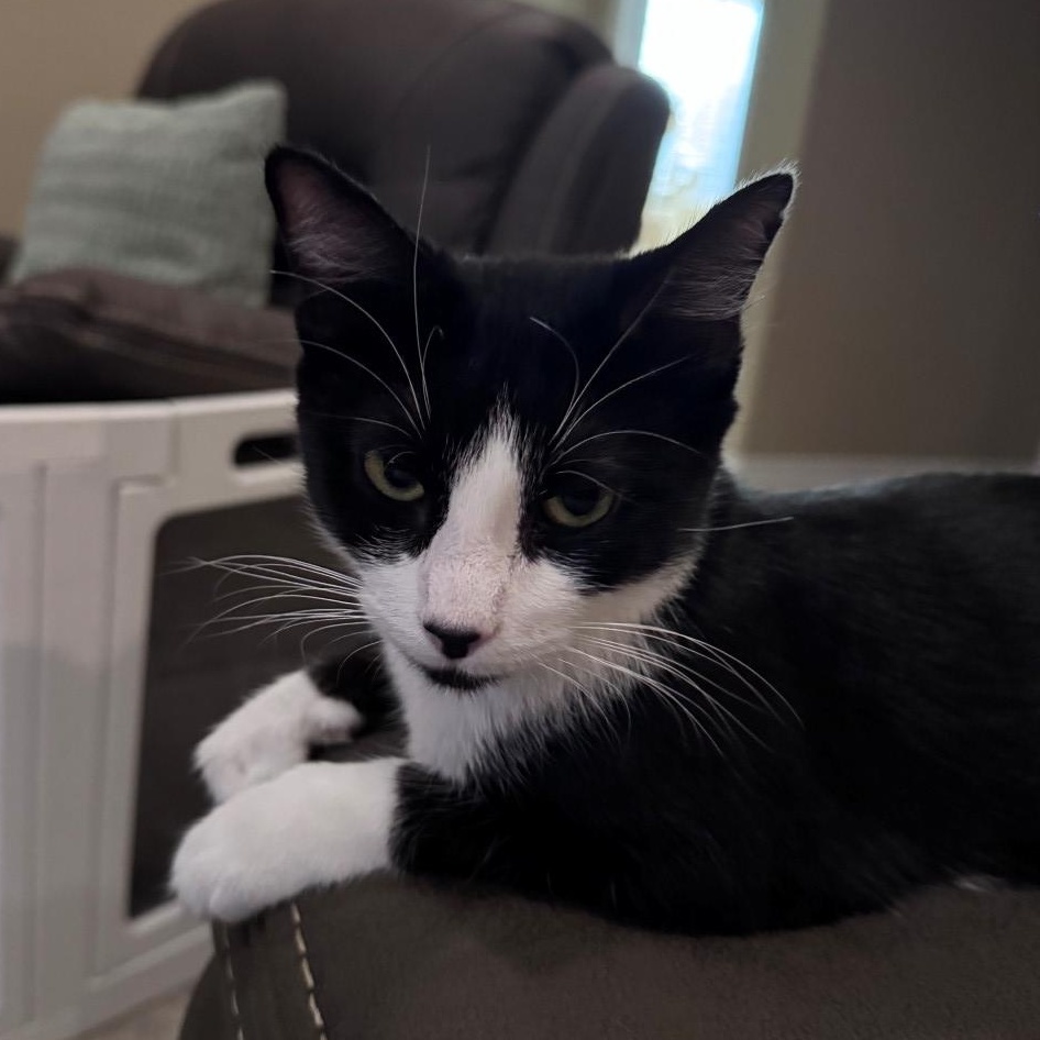 Enlarge Della Hildreth, a Adoptable mixed breed in Denver, CO image 2/5