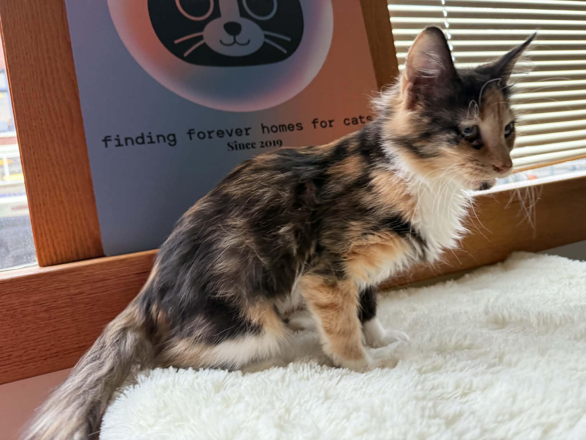 Cappy(cat café) , an adopted Domestic Medium Hair in West Lafayette, IN image 5/6