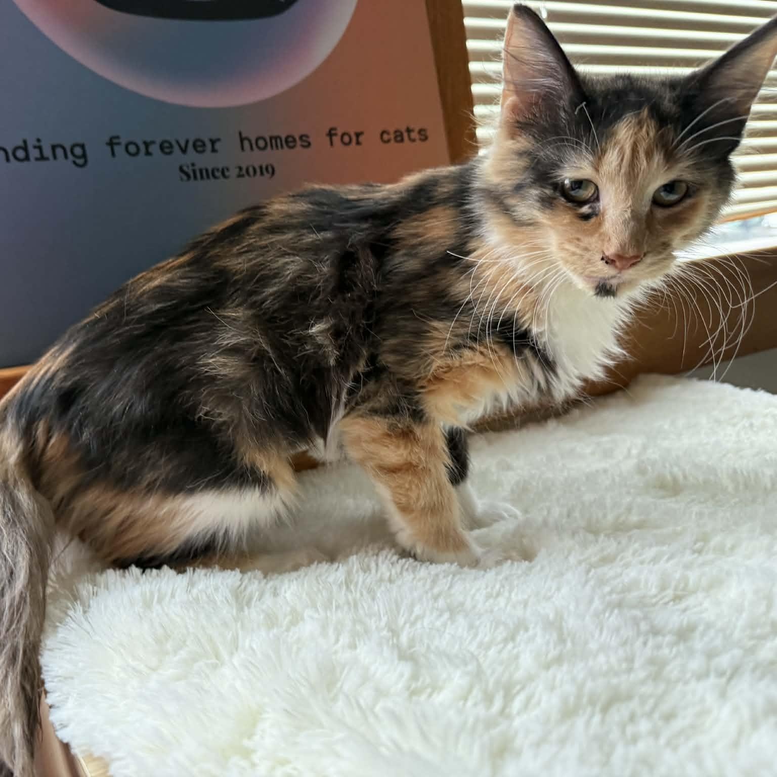 Cappy(cat café) , an adopted Domestic Medium Hair in West Lafayette, IN image 3/6