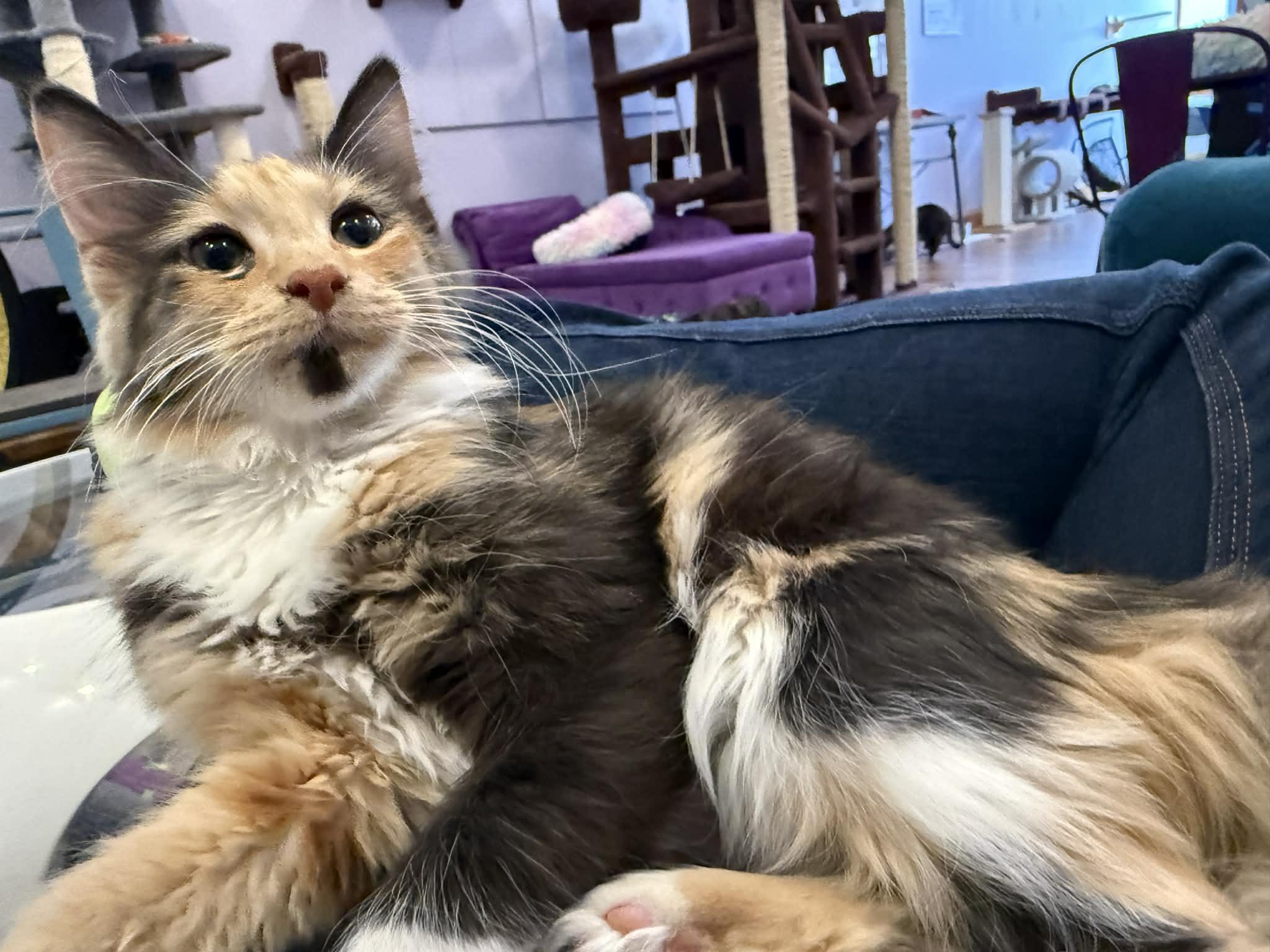 Cappy(cat café) , adopted, Kitten Female Domestic Medium Hair.
