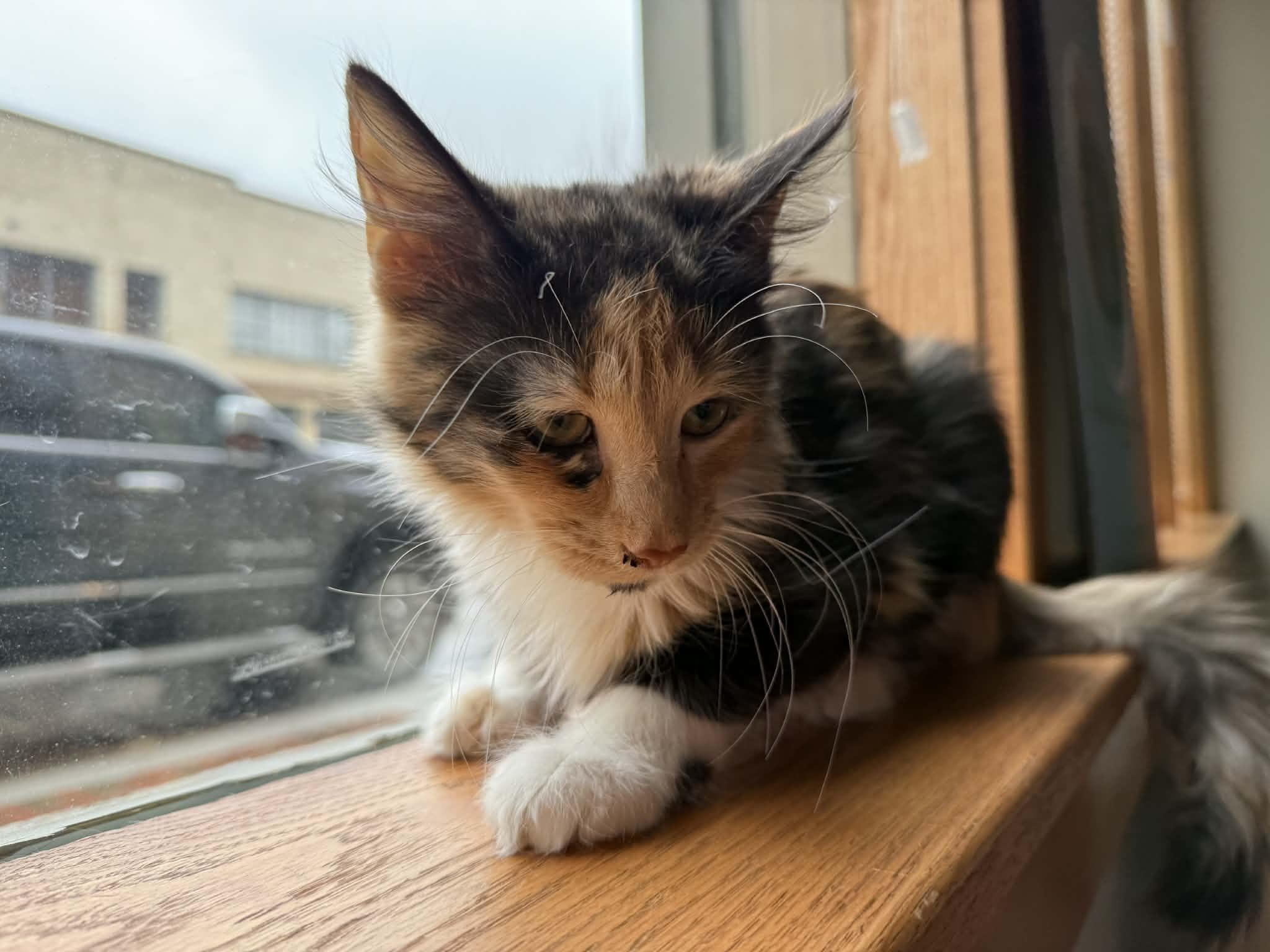 Cappy(cat café) , an adopted Domestic Medium Hair in West Lafayette, IN image 4/6