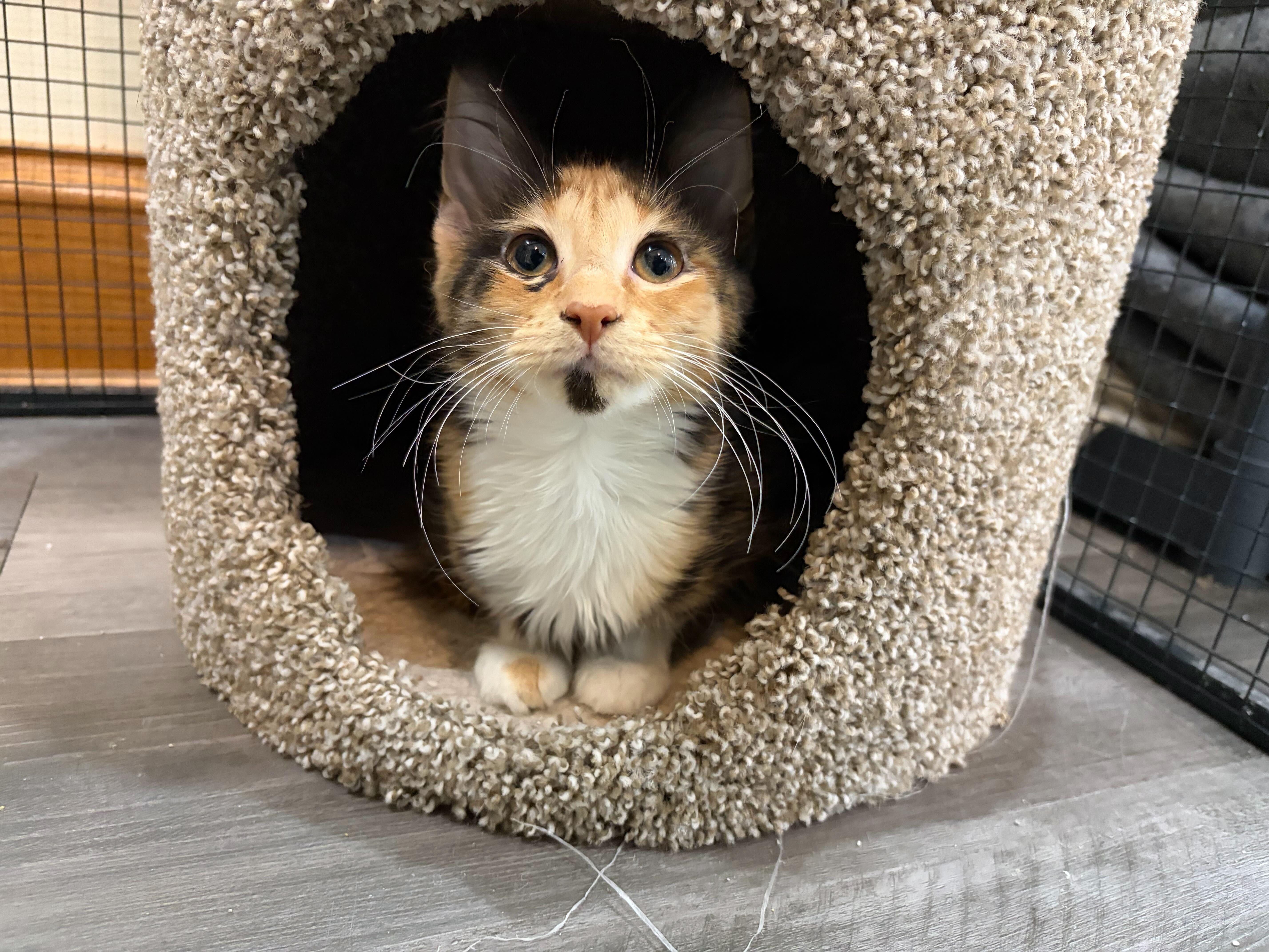 Cappy(cat café) , an adopted Domestic Medium Hair in West Lafayette, IN image 2/6