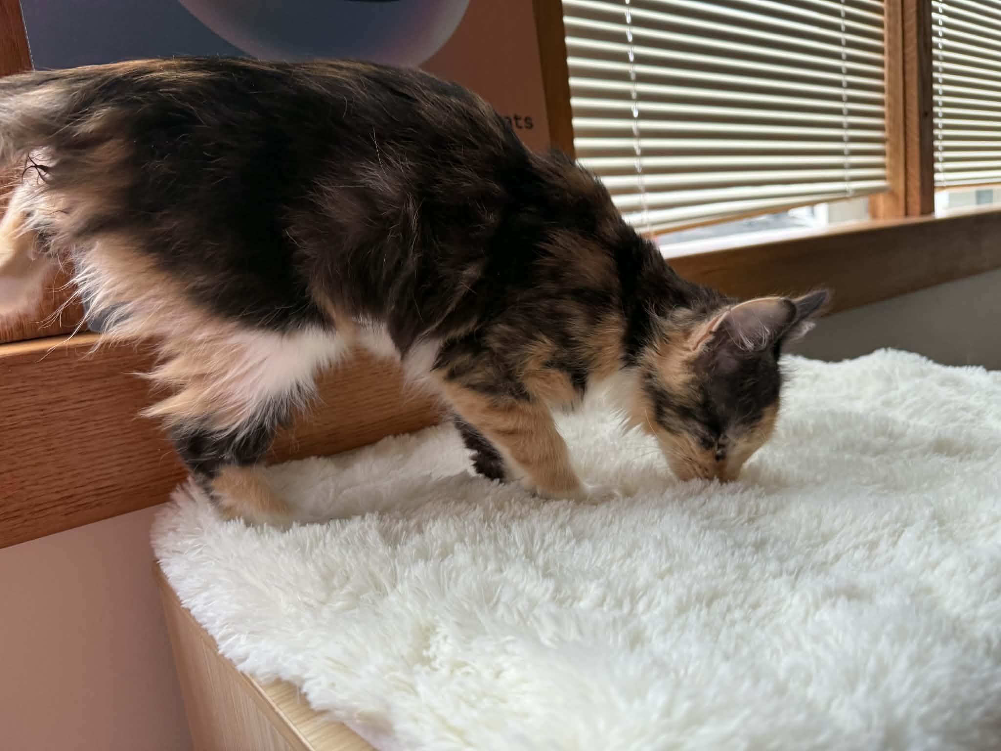 Cappy(cat café) , an adopted Domestic Medium Hair in West Lafayette, IN image 6/6