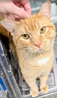 Cody, Adoptable, Adult Male Domestic Short Hair & Domestic Short Hair.