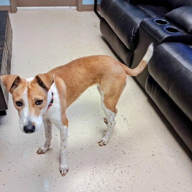 Enlarge Sassafras, a Adoptable Retriever in Blountville, TN image 2/4