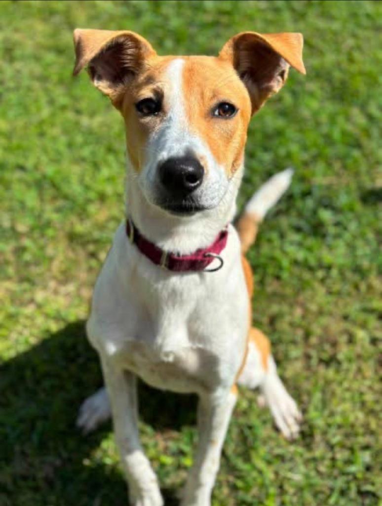 Enlarge Sassafras, a Adoptable Retriever in Blountville, TN image 4/4