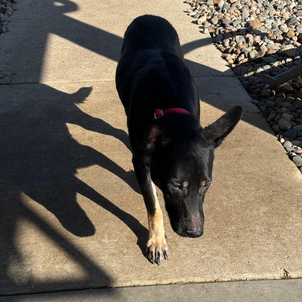 Enlarge Finn, a Adoptable mixed breed in Carroll, IA image 1/6