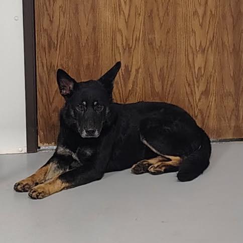 Enlarge Finn, a Adoptable mixed breed in Carroll, IA image 3/6