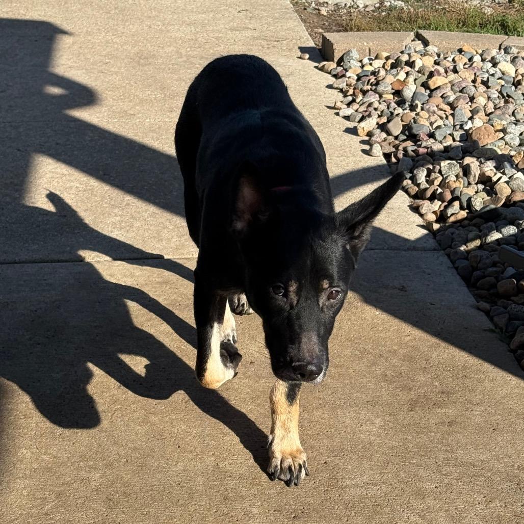 Enlarge Finn, a Adoptable mixed breed in Carroll, IA image 4/6