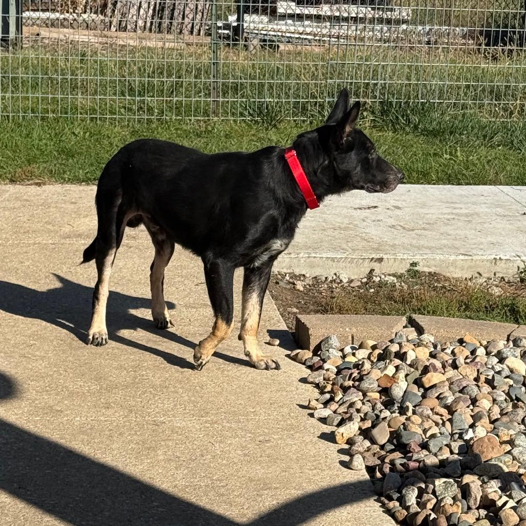 Enlarge Finn, a Adoptable mixed breed in Carroll, IA image 5/6