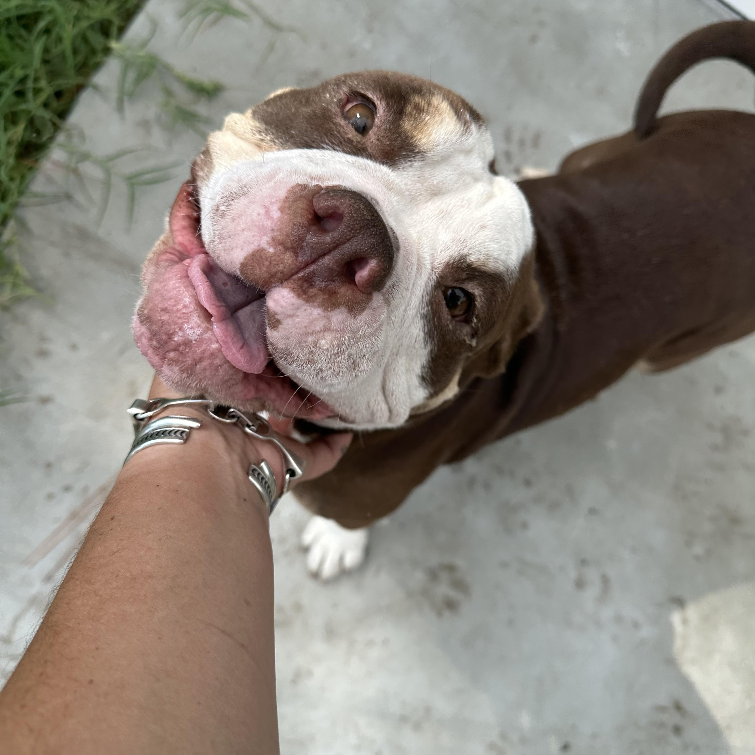 Mildred, a Adoptable American Bully in Naples, FL image 1/4