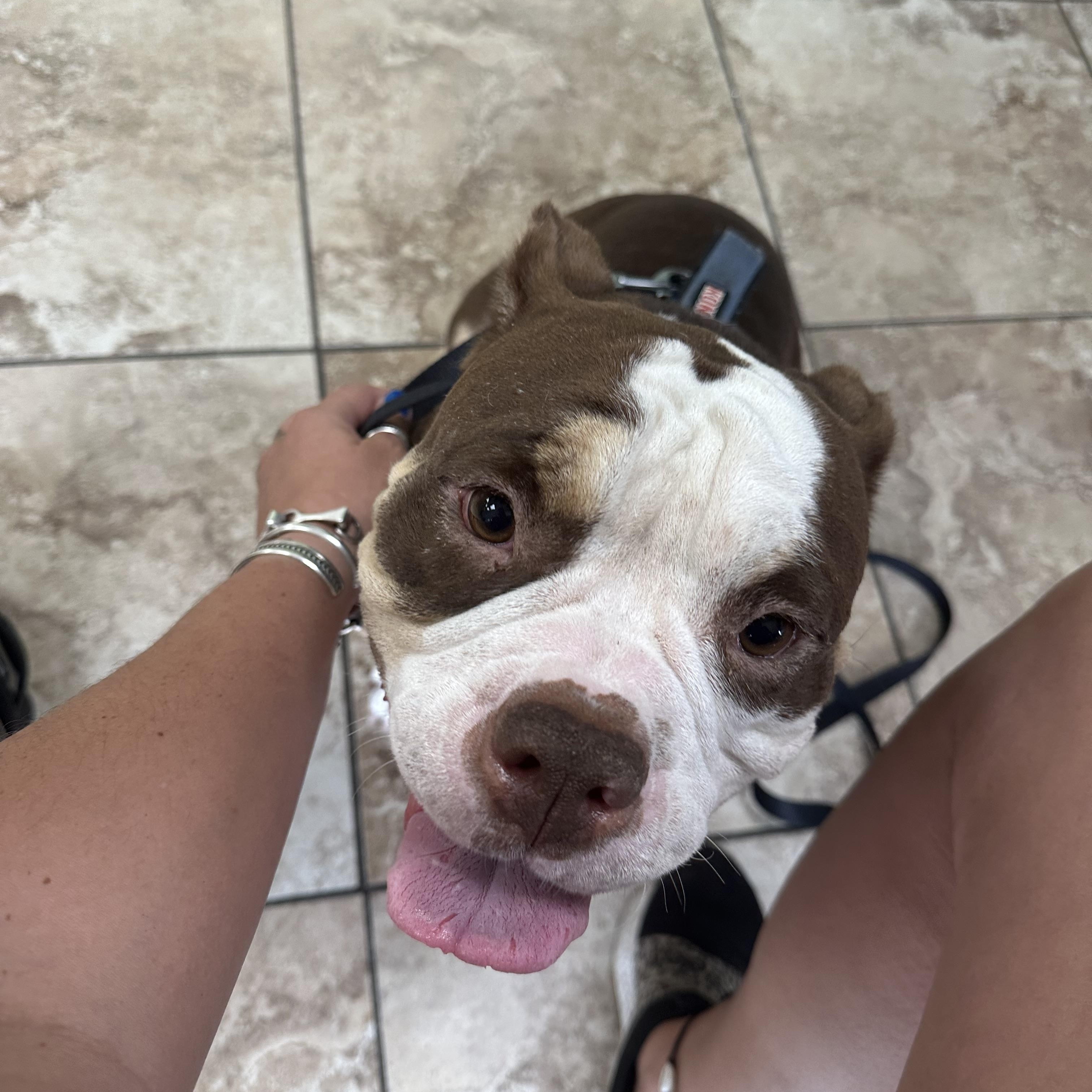 Mildred, Adoptable, Adult Female American Bully.