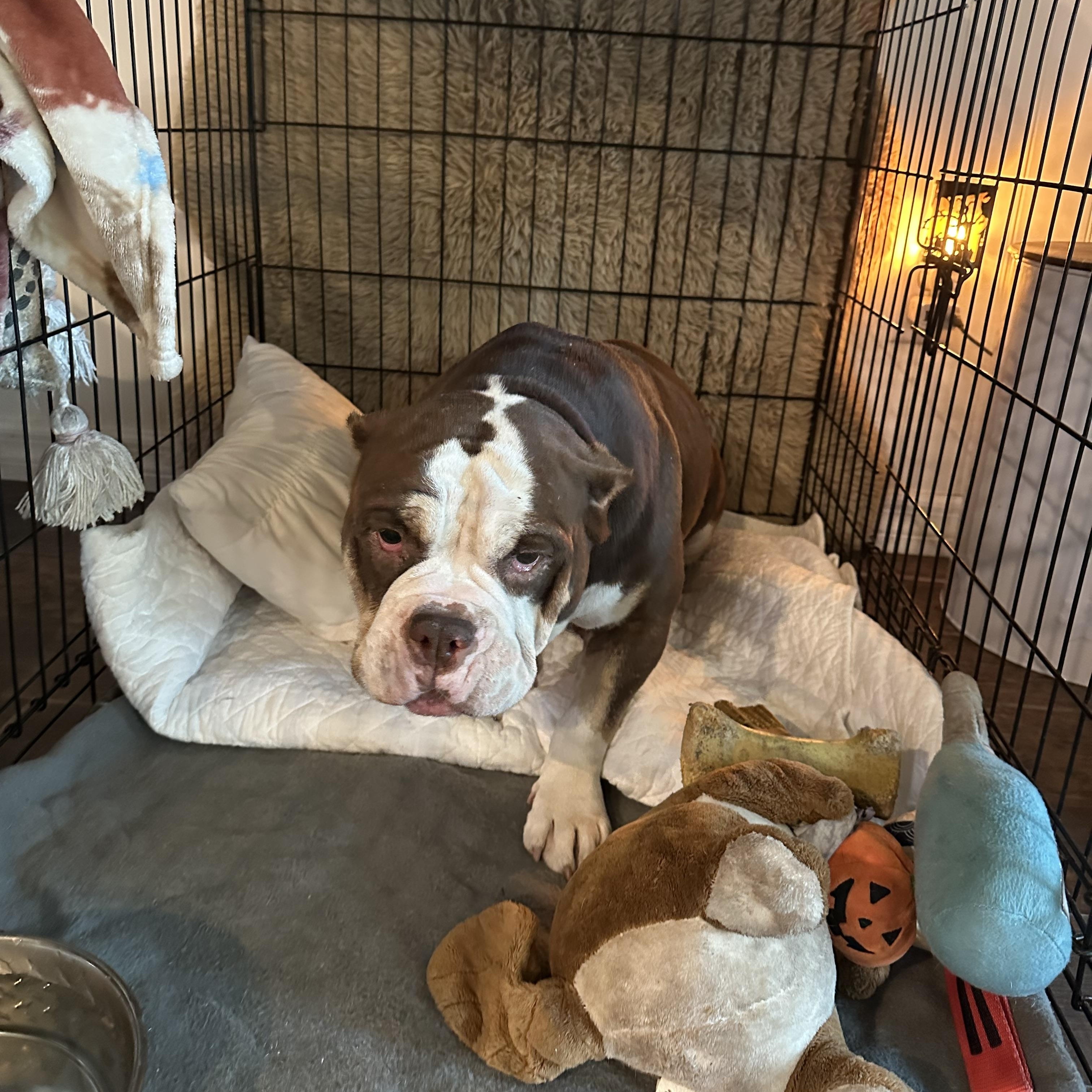 Mildred, a Adoptable American Bully in Naples, FL image 3/4