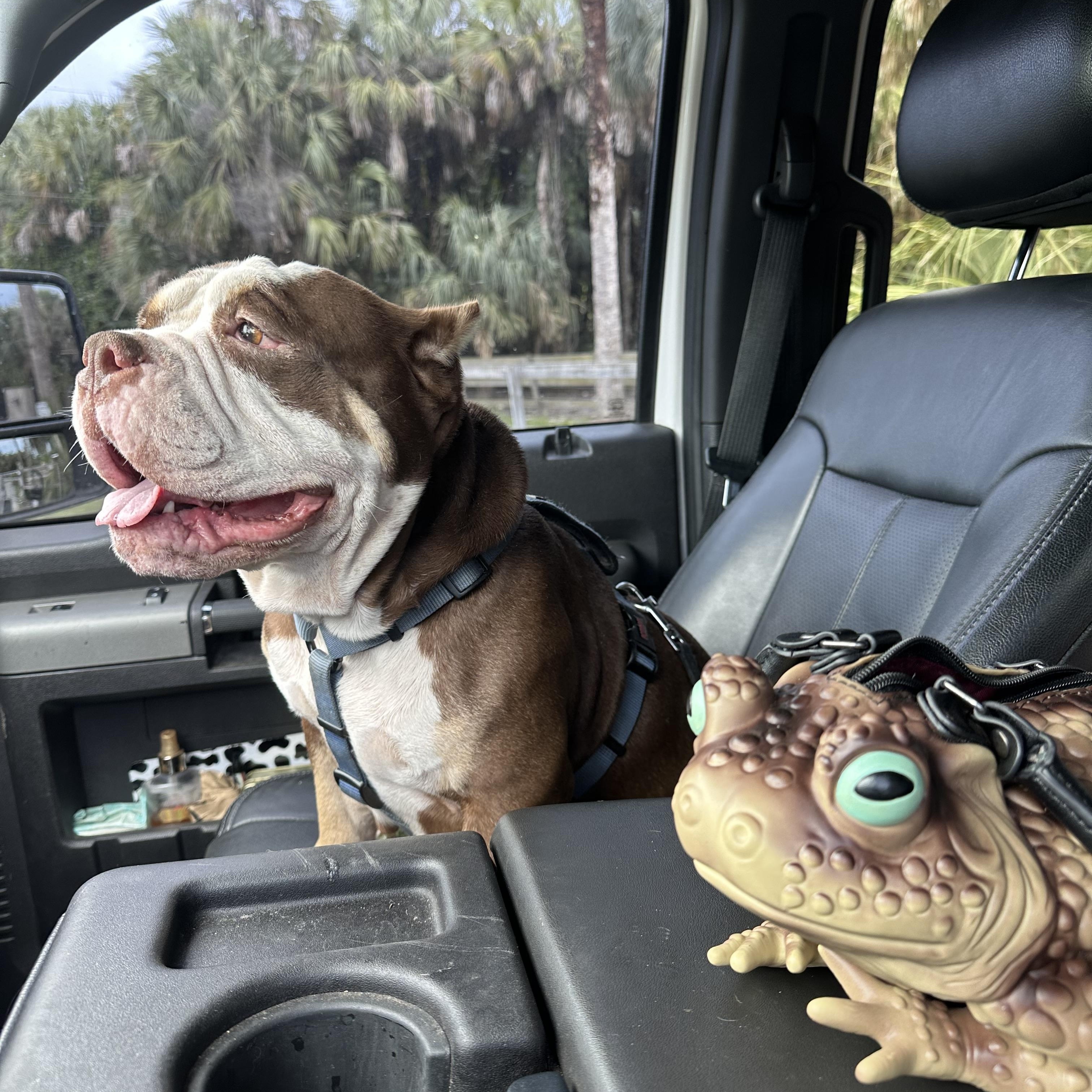 Mildred, a Adoptable American Bully in Naples, FL image 4/4