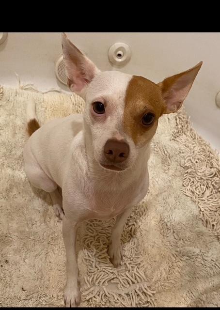 Enlarge Zelda, a Adoptable mixed breed in Cumby, TX image 1/5