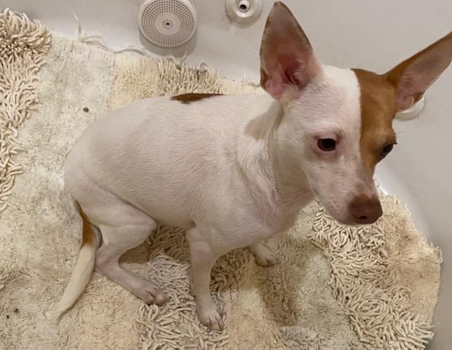 Enlarge Zelda, a Adoptable mixed breed in Cumby, TX image 2/5