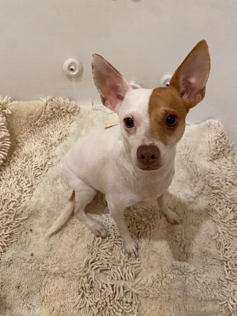 Enlarge Zelda, a Adoptable mixed breed in Cumby, TX image 3/5