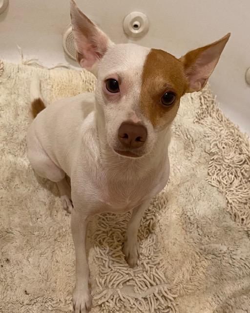 Enlarge Zelda, a Adoptable mixed breed in Cumby, TX image 5/5