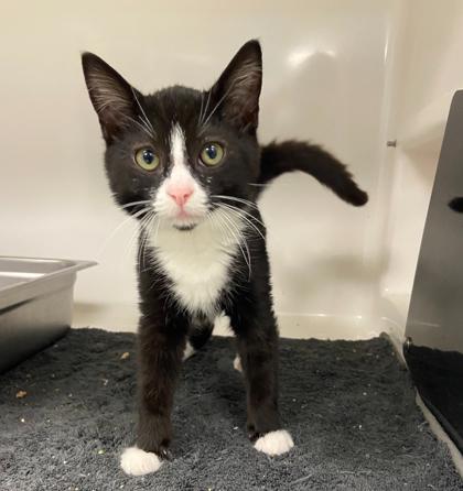 Waffle Fry - In Foster