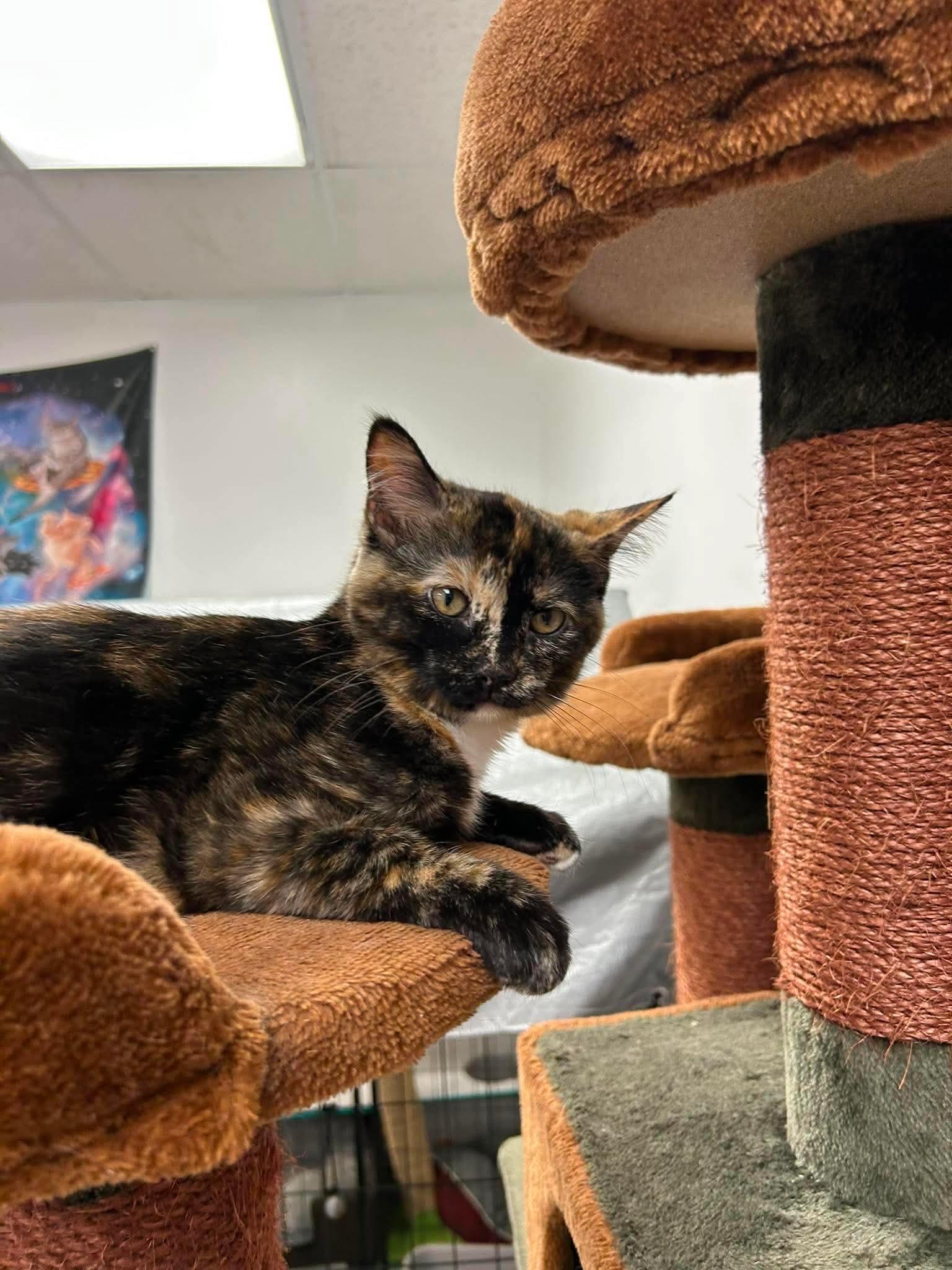 Enlarge Little Girl, an adopted Tortoiseshell in Crystal Lake, IL image 2/3