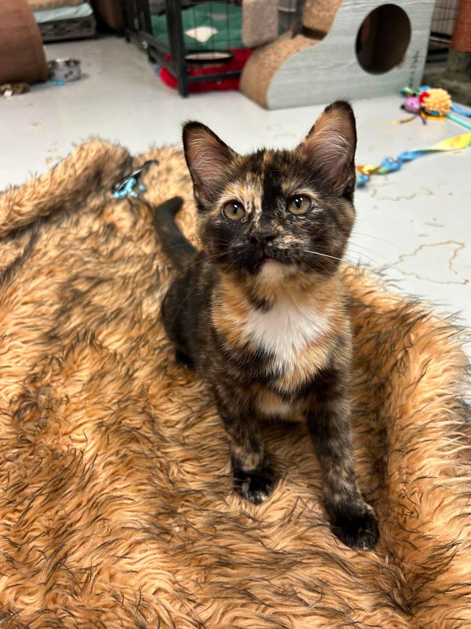 Enlarge Little Girl, an adopted Tortoiseshell in Crystal Lake, IL image 1/3