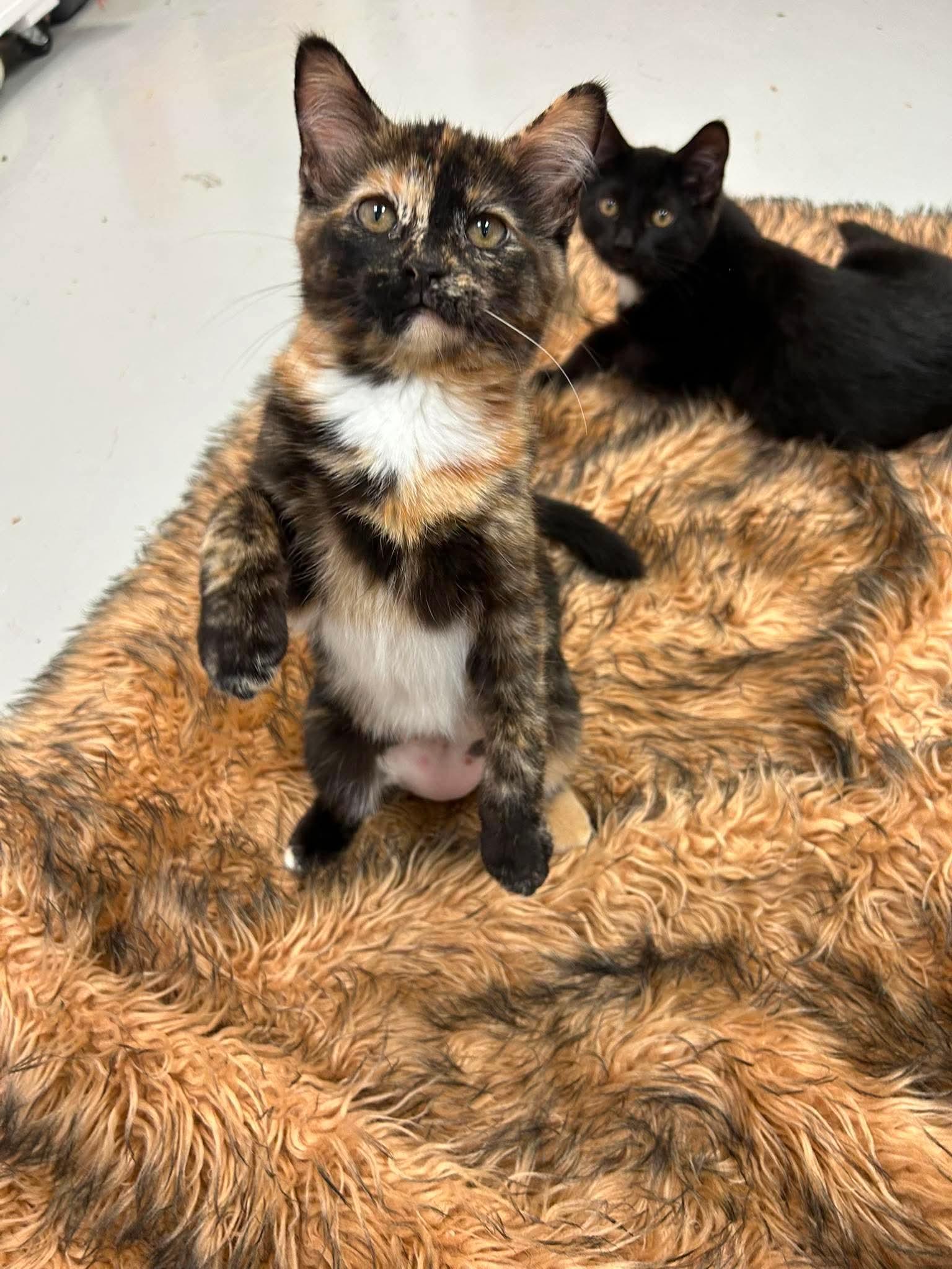 Enlarge Little Girl, an adopted Tortoiseshell in Crystal Lake, IL image 3/3