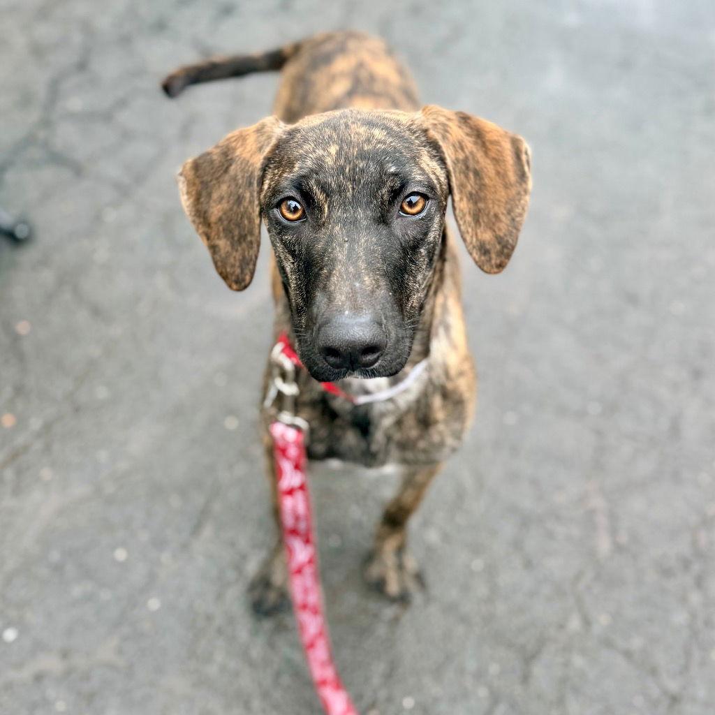Lil Bit, Adoptable, Young Female Plott Hound & Terrier.